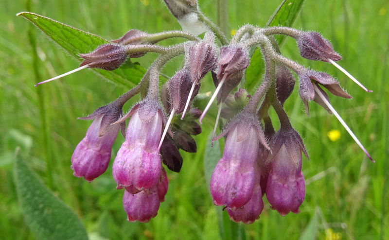 Symphytum officinale - Boraginaceae